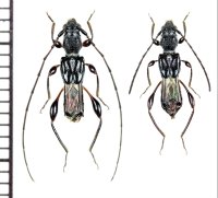リュウキュウタケウチヒゲナガコバネカミキリ　ペア　奄美大島