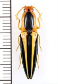 コメツキムシの一種　Semiotus bilineatus　ペルー