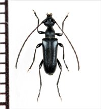 クロチャボハナカミキリ　♂　奄美大島