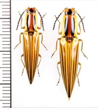 コメツキムシの一種　Semiotus exsolutus　ペア　パナマ