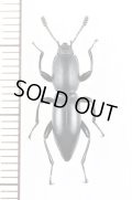 ゴミムシダマシの一種　Macellocerus sp.　マダガスカル