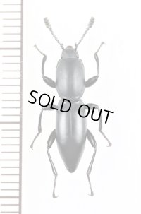 ゴミムシダマシの一種　Macellocerus sp.　マダガスカル