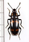 オオキノコムシの一種 　Erotylidae species　 インドネシア（ボルネオ島）