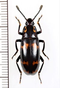 オオキノコムシの一種 　Erotylidae species　 インドネシア（ボルネオ島）