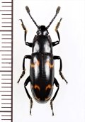 オオキノコムシの一種 　Erotylidid species　 インドネシア（ボルネオ島）