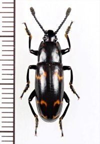 オオキノコムシの一種 　Erotylidid species　 インドネシア（ボルネオ島）