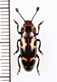 オオキノコムシの一種 　Erotylidid species　 インドネシア（ボルネオ島）