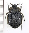 コブスジコガネの一種　Omorgus howdenorum　♂　オーストラリア