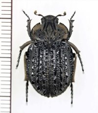 コブスジコガネの一種　Omorgus howdenorum　♂　オーストラリア