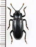 オオキノコムシの一種 　Erotylidid species　 インドネシア（ボルネオ島）