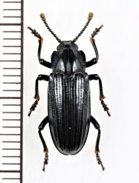 オオキノコムシの一種 　Erotylidid species　 インドネシア（ボルネオ島）
