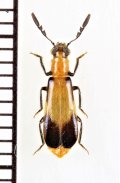 ベニボタル擬態のカッコウムシの一種　Cleridae species　ザンビア