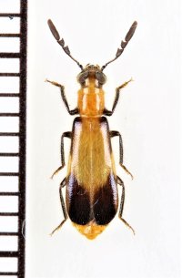 ベニボタル擬態のカッコウムシの一種　Cleridae species　ザンビア