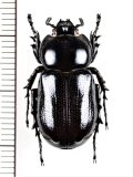 コカブトムシの一種　Eophileurus sp.　♂　ベトナム中部