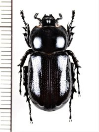 コカブトムシの一種　Eophileurus sp.　♂　ベトナム中部