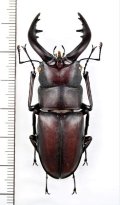 ミヤケノコギリクワガタ　♂58.6mm　新島