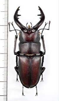ミヤケノコギリクワガタ　♂58.6mm　新島
