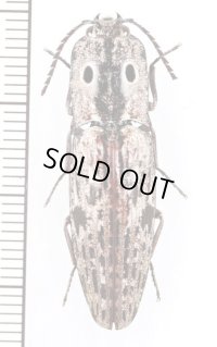 眼状紋を持つコメツキムシの一種　Alaus myops　アメリカ合衆国