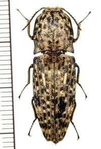 コメツキムシの一種　Cryptalaus sordidus　ベトナム中部