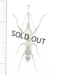 ミツギリゾウムシの一種　Brentidae species　♂　ドミニカ共和国