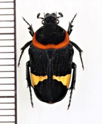 クビワクロハナムグリ　Glycyphana horsfieldi　♀　ベトナム北東部