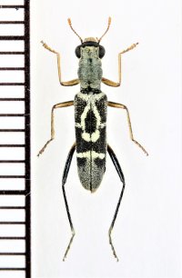 アリ擬態のカッコウムシの一種　Cleridae species　♀　ベトナム北東部