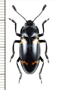 オオキノコムシの一種 　Erotylidae species　 ベトナム北東部