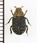 コブスジコガネの一種　 Trox niisatorui　インドネシア（ジャワ島）