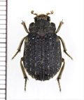 コブスジコガネの一種　 Omorgus pauliani　インドネシア（ジャワ島）