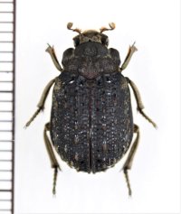 コブスジコガネの一種　 Omorgus pauliani　インドネシア（ジャワ島）