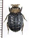 コブスジコガネの一種　 Omorgus chinensis　インドネシア（ジャワ島）