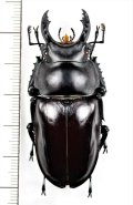 マルバネクワガタの一種　Neolucanus maximus vendli　♂57.3mm　台湾
