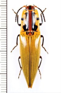 コメツキムシの一種　Semiotus imperialis　ペルー