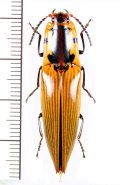 コメツキムシの一種　Semiotus imperialis　ペルー