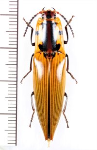 コメツキムシの一種　Semiotus imperialis　ペルー