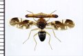 ヒロクチバエの一種　Themara hirtipes　♂　インドネシア(シベルト島：ムンタワイ諸島)