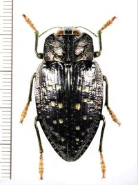 タマムシの一種　Polybothris quadricollis　マダガスカル