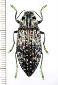 眼状紋を持つタマムシの一種　Madecassia ophthalmica　♀　マダガスカル