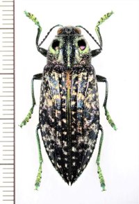 眼状紋を持つタマムシの一種　Madecassia ophthalmica　♀　マダガスカル