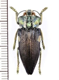 タマムシの一種　Polybothris expansicollis　マダガスカル