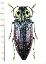 眼状紋を持つタマムシの一種　Madecassia rothschildi　マダガスカル