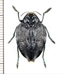 タマムシの一種　Polybothris alboplagiata　マダガスカル