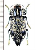 タマムシの一種　Polybothris lelieurii　マダガスカル