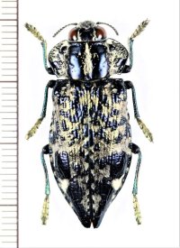 タマムシの一種　Polybothris lelieurii　マダガスカル