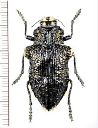 タマムシの一種　Polybothris chaotica　マダガスカル