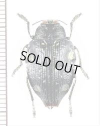 タマムシの一種　Polybothris auropicta　マダガスカル