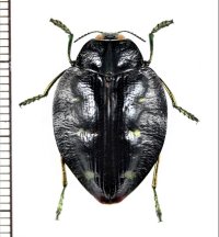 タマムシの一種　Polybothris auriventris　マダガスカル