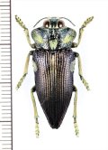 タマムシの一種　Polybothris expansicollis　マダガスカル