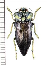 タマムシの一種　Polybothris expansicollis　マダガスカル