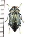タマムシの一種　Polybothris cuprifera　マダガスカル